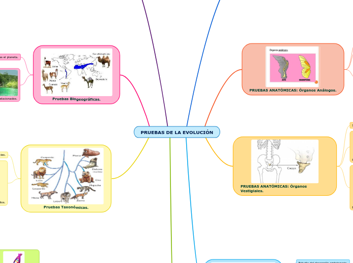 Pruebas De La EvoluciÓn Mind Map 0985